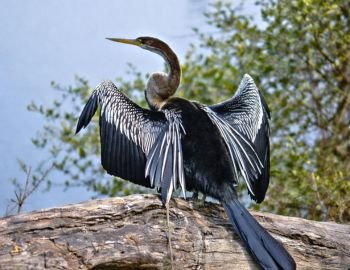 Bharatpur, Rajasthan,