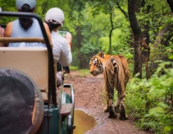 Ranthambore