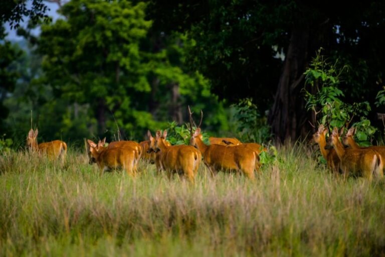 _Kanha national Park