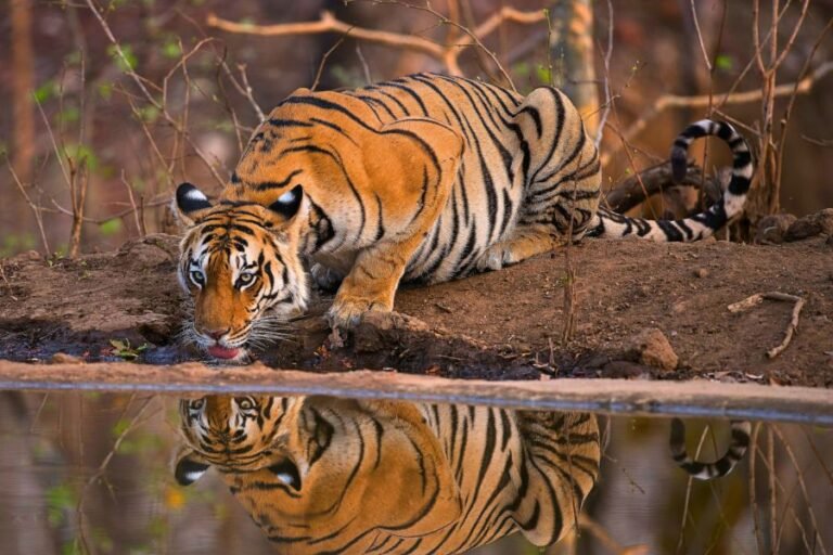 Pench