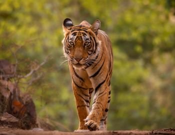 tiger (1)